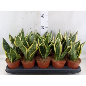 Sansevieria trifa. 'Futura Superba'
