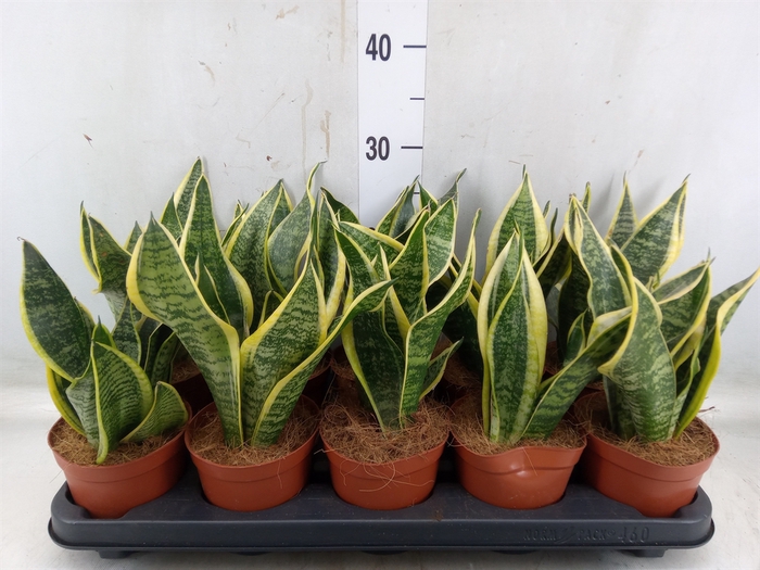 <h4>Sansevieria trifa. 'Futura Superba'</h4>