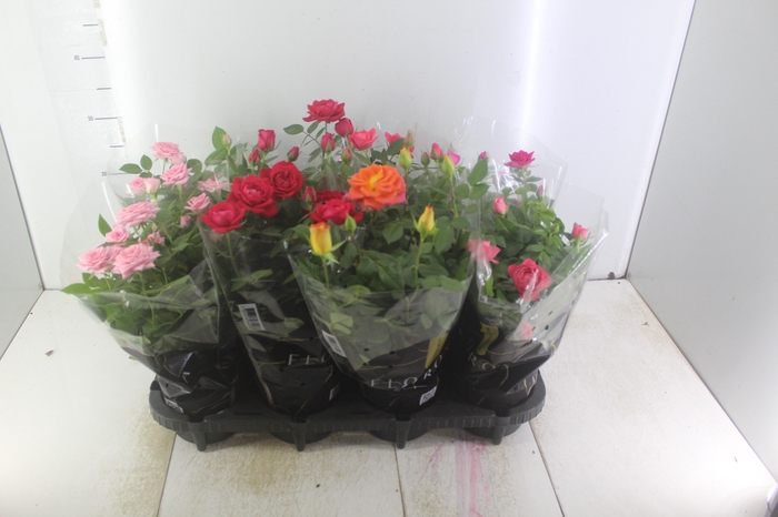 <h4>ROSEIRA MINI P13</h4>