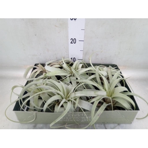 Tillandsia xerographica