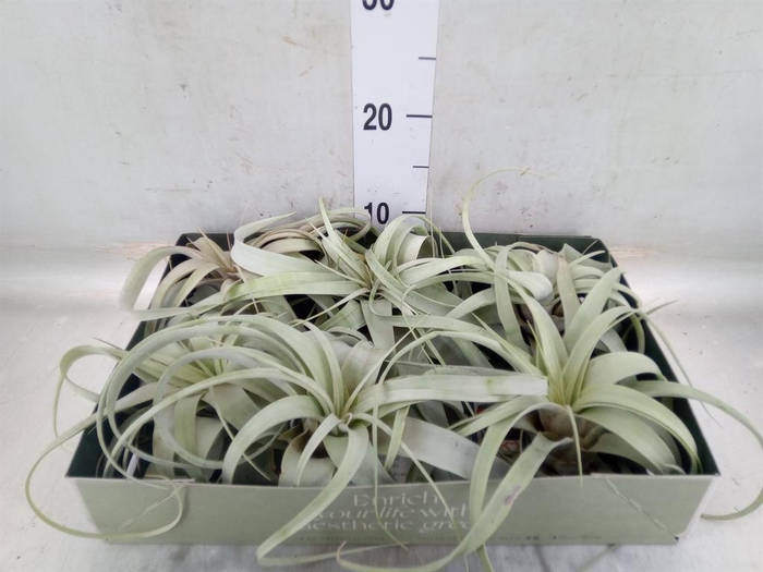 <h4>Tillandsia xerographica</h4>
