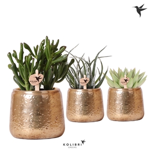 Kolibri Greens Succulenten mix in Luxury pot gold