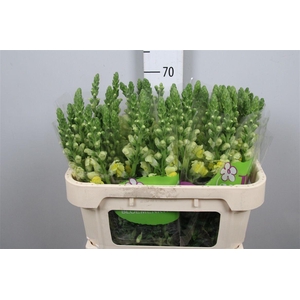 Antir Antibes Yellow