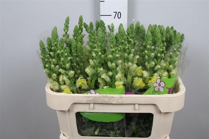 <h4>Antir Antibes Yellow</h4>