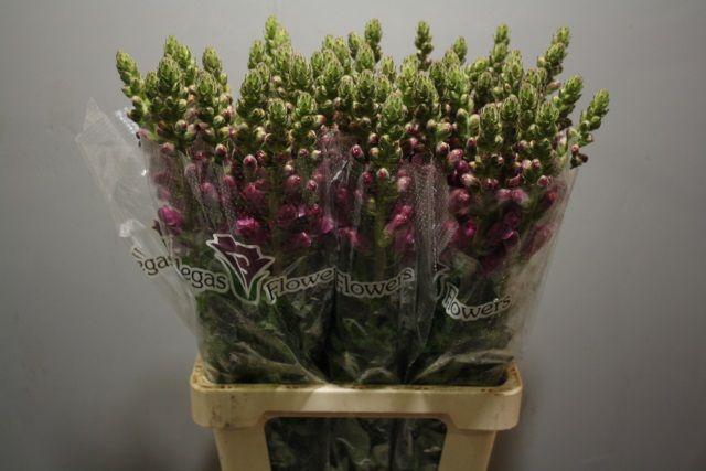 <h4>Antir Poto Crimson</h4>