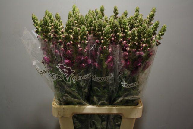 <h4>ANTIR POTO CRIMSON</h4>