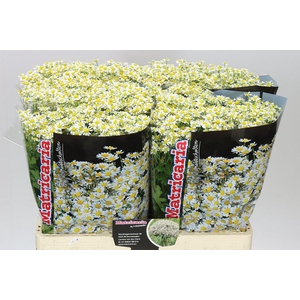 Tanacetum Single Vegmo