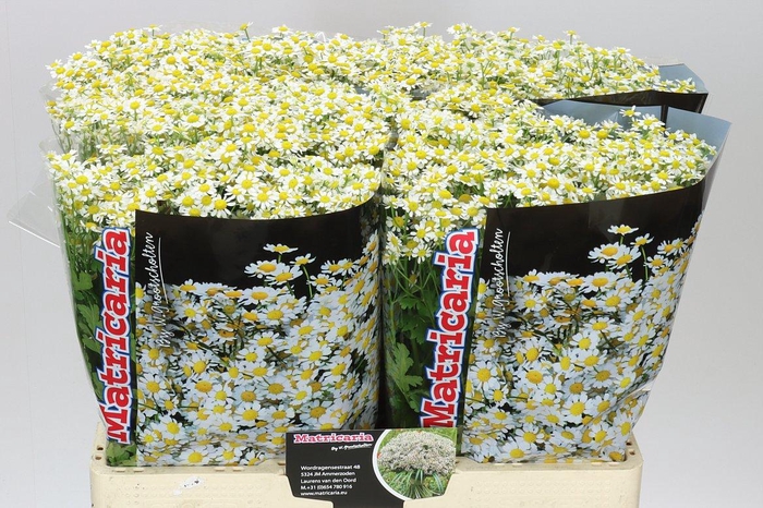 <h4>Tanacetum Single Vegmo</h4>