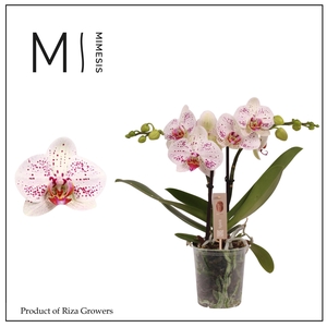 Phalaenopsis Spirit White Special 2 spike - 12cm | Mimesis