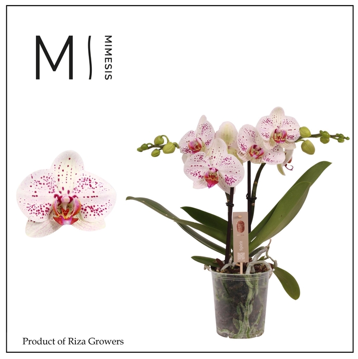 <h4>Phalaenopsis Spirit White Special 2 spike - 12cm | Mimesis</h4>