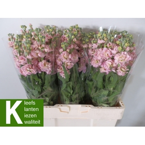 MATTH STOX CHAMPAGNE