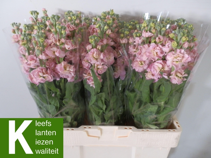 <h4>MATTH STOX CHAMPAGNE</h4>