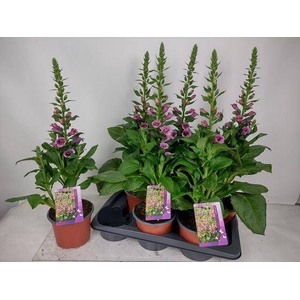 DIGI PURPUREA