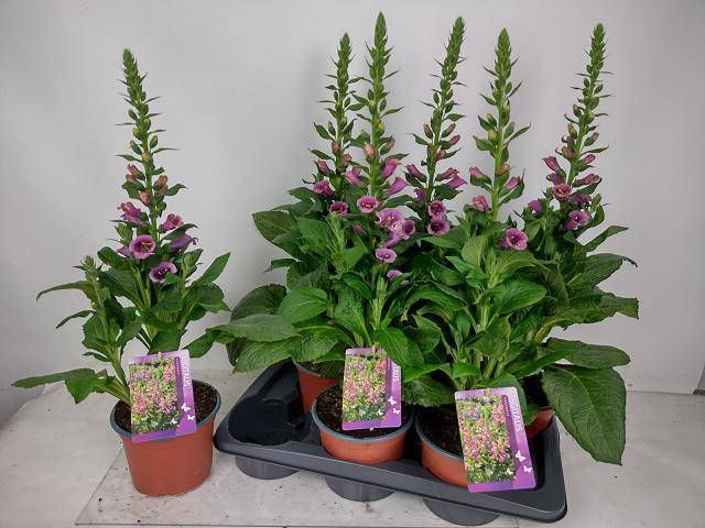 <h4>DIGI PURPUREA</h4>