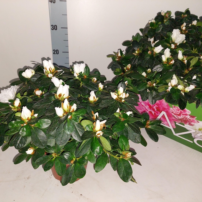 <h4>RHODO SI WITTE VOGEL</h4>