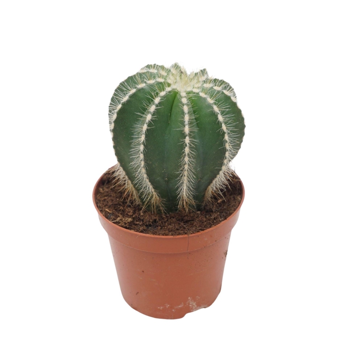 <h4>Cactus</h4>