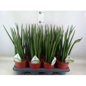 Sansevieria cyl.  ...