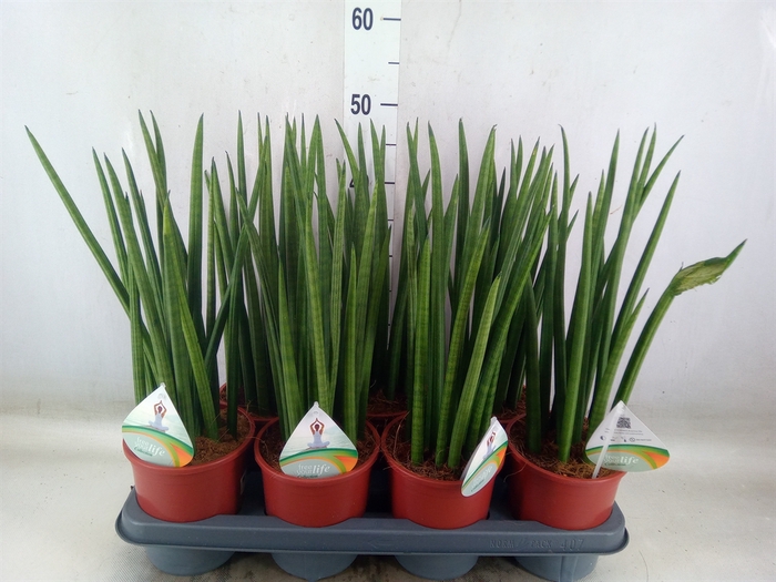 <h4>Sansevieria cyl.  ...</h4>