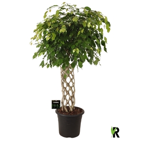 Ficus benj. Exotica gevlochten mat