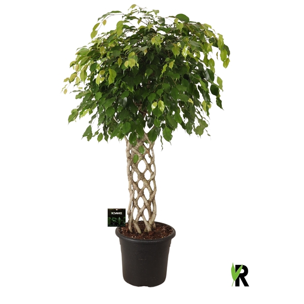 <h4>Ficus benj. Exotica gevlochten mat</h4>