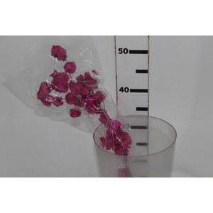 PLANTA SECA BOUGAINVILLE PINK 40CM