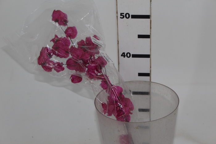 <h4>PLANTA SECA BOUGAINVILLE PINK 40CM</h4>