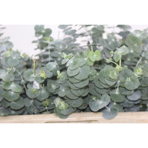 FOLHAGEM EUCAFLOR 070 CM