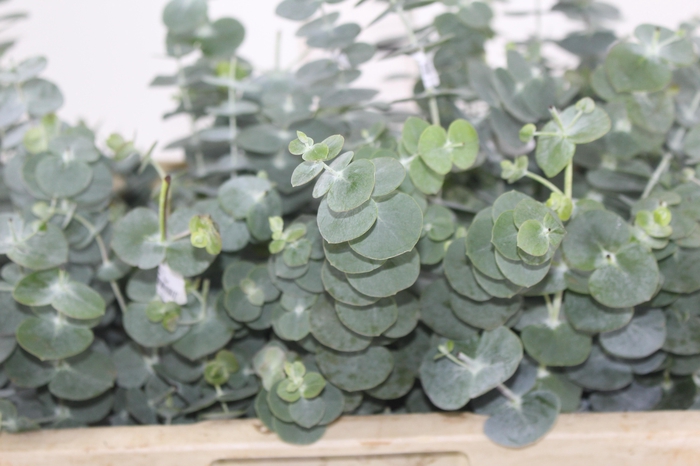 <h4>FOLHAGEM EUCAFLOR 070 CM</h4>