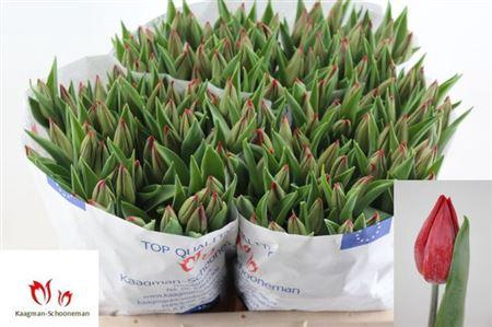 <h4>Tu En Strong Love</h4>