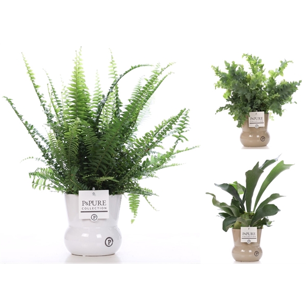 <h4>Varens gemengd in P&PURE Plant Vase Maxima ass.2</h4>