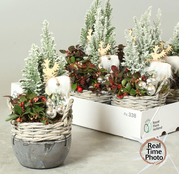 <h4>ARR TUINPLANTEN</h4>