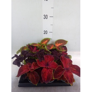 Plectranthus col.   ...mix