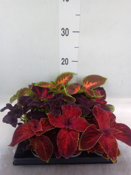 <h4>Plectranthus col.   ...mix</h4>