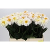 Dahlia Margriet White