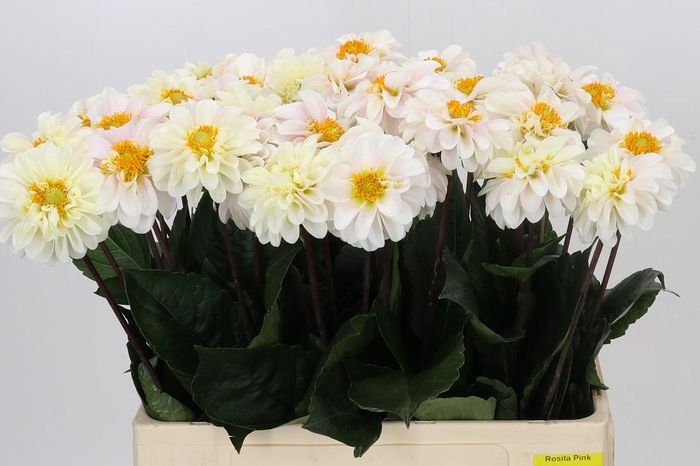 Dahlia Margriet White