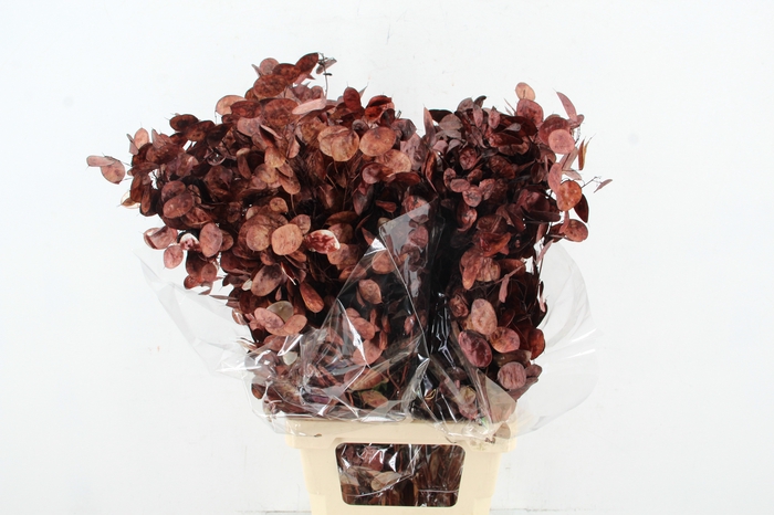 <h4>DF Lunaria Bs Brown</h4>