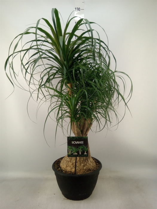 <h4>Beaucarnea recurvata</h4>