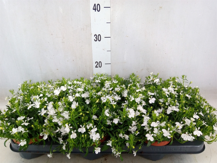 <h4>Lobelia erin. 'LagunTrail White'</h4>