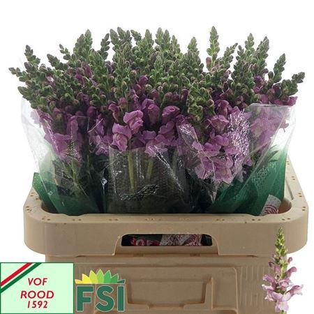 <h4>Antir Mary Lavender</h4>