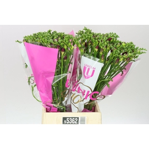 Fr Du Purple Rain Ex