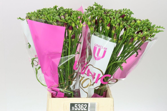 <h4>Fr Du Purple Rain Ex</h4>