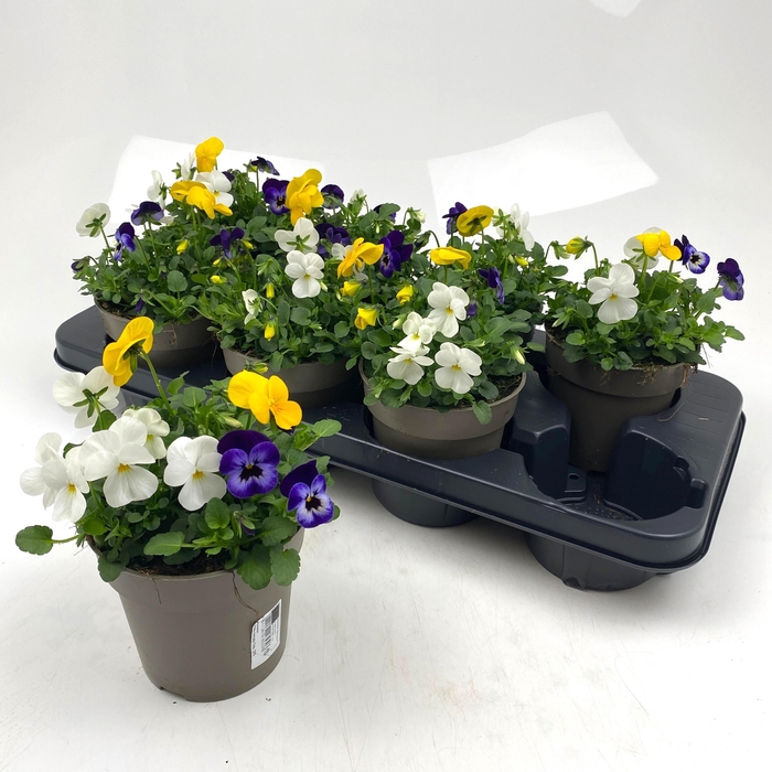 <h4>VIO CO MIXK</h4>