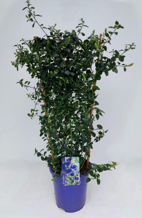 <h4>Ceanothus thyrsiflorus var. repens</h4>