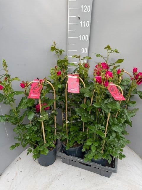 <h4>ROSA FL GLAM SELECT</h4>