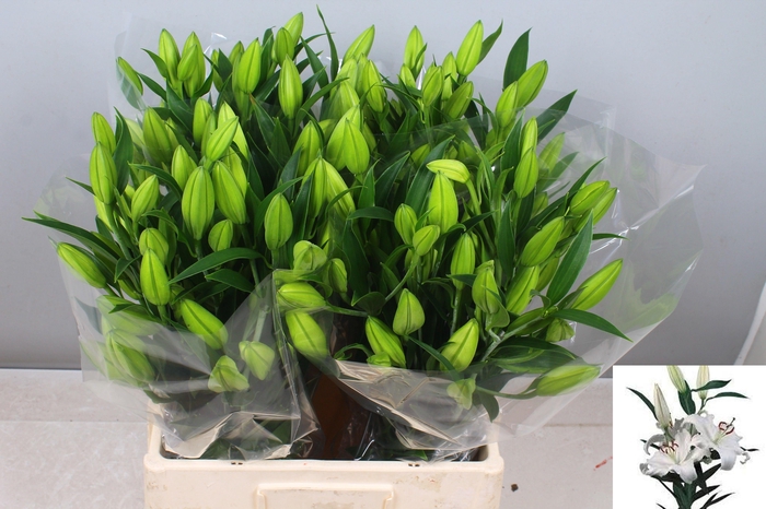 <h4>LI OR SANTANDER</h4>