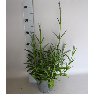 vaste planten 19 cm  Verbena bonariensis bonnie blue