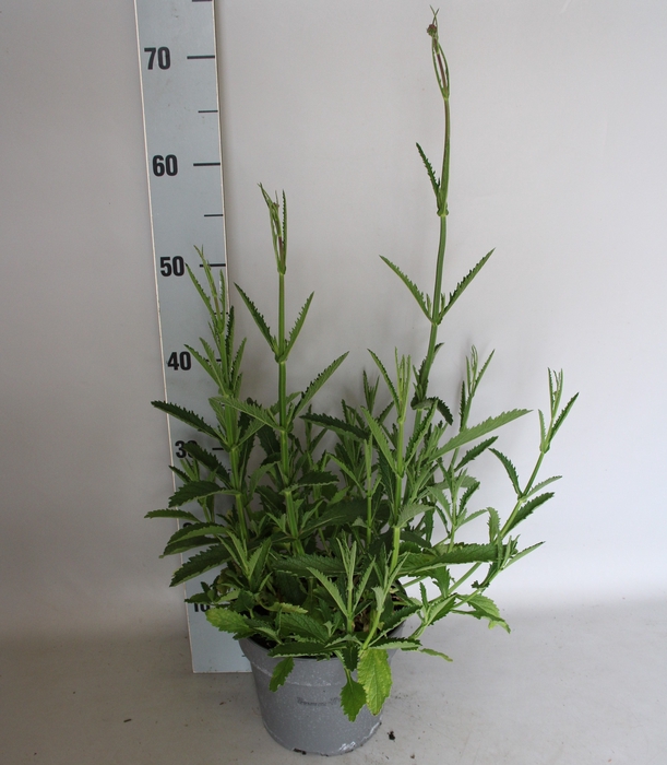<h4>vaste planten 19 cm  Verbena bonariensis bonnie blue</h4>