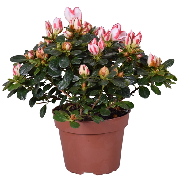 <h4>Azalea 'Sachsenstern' bicolor rood/wit 12cm</h4>