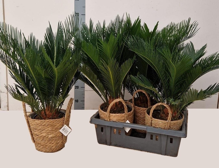 <h4>CYCAS REVOLUTA</h4>