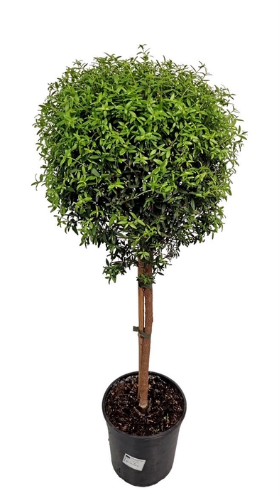 <h4>MYRTUS COM</h4>